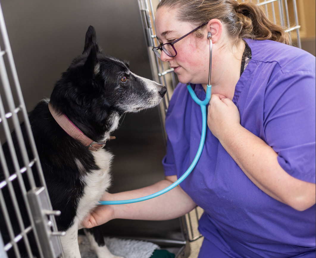 Danielle - Veterinary Care Assistant